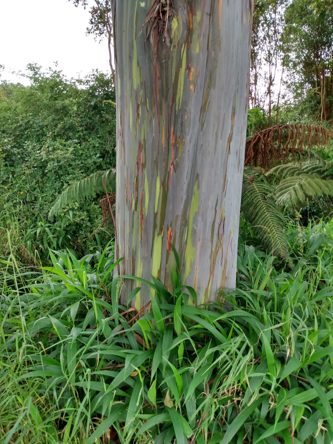 Massive Rainbow Eucalyptus Tree