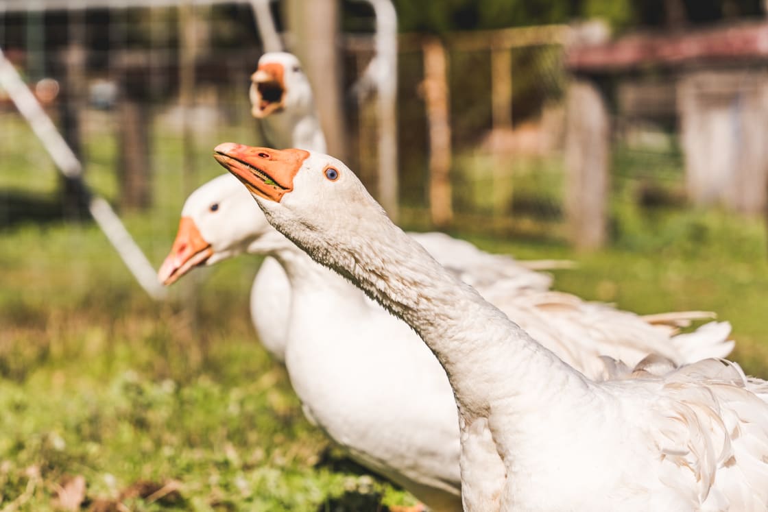 Geese on the farm 
