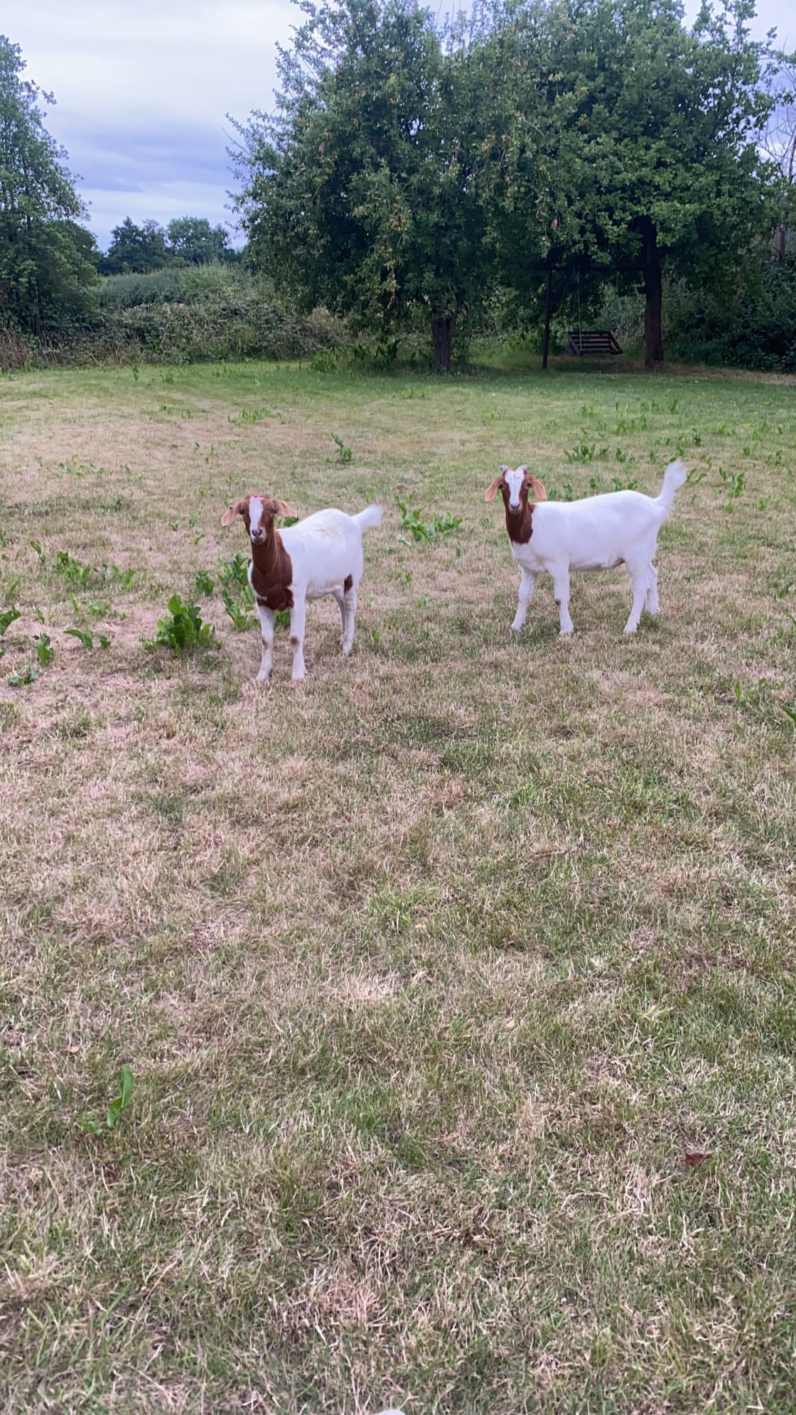 some farm friends 