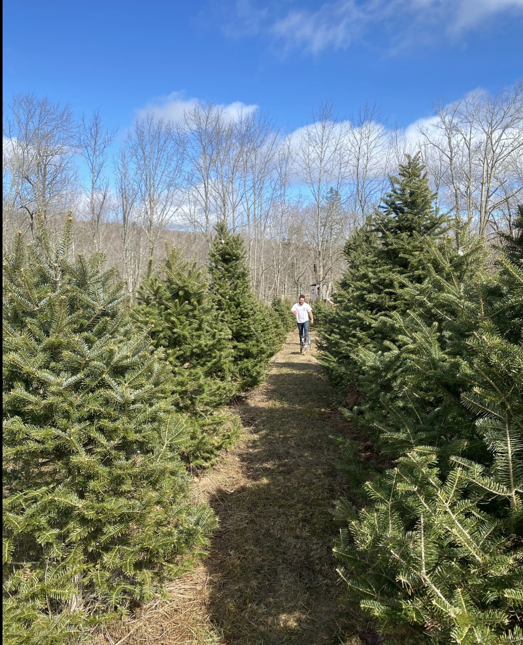 Maine Christmas Tree Farm