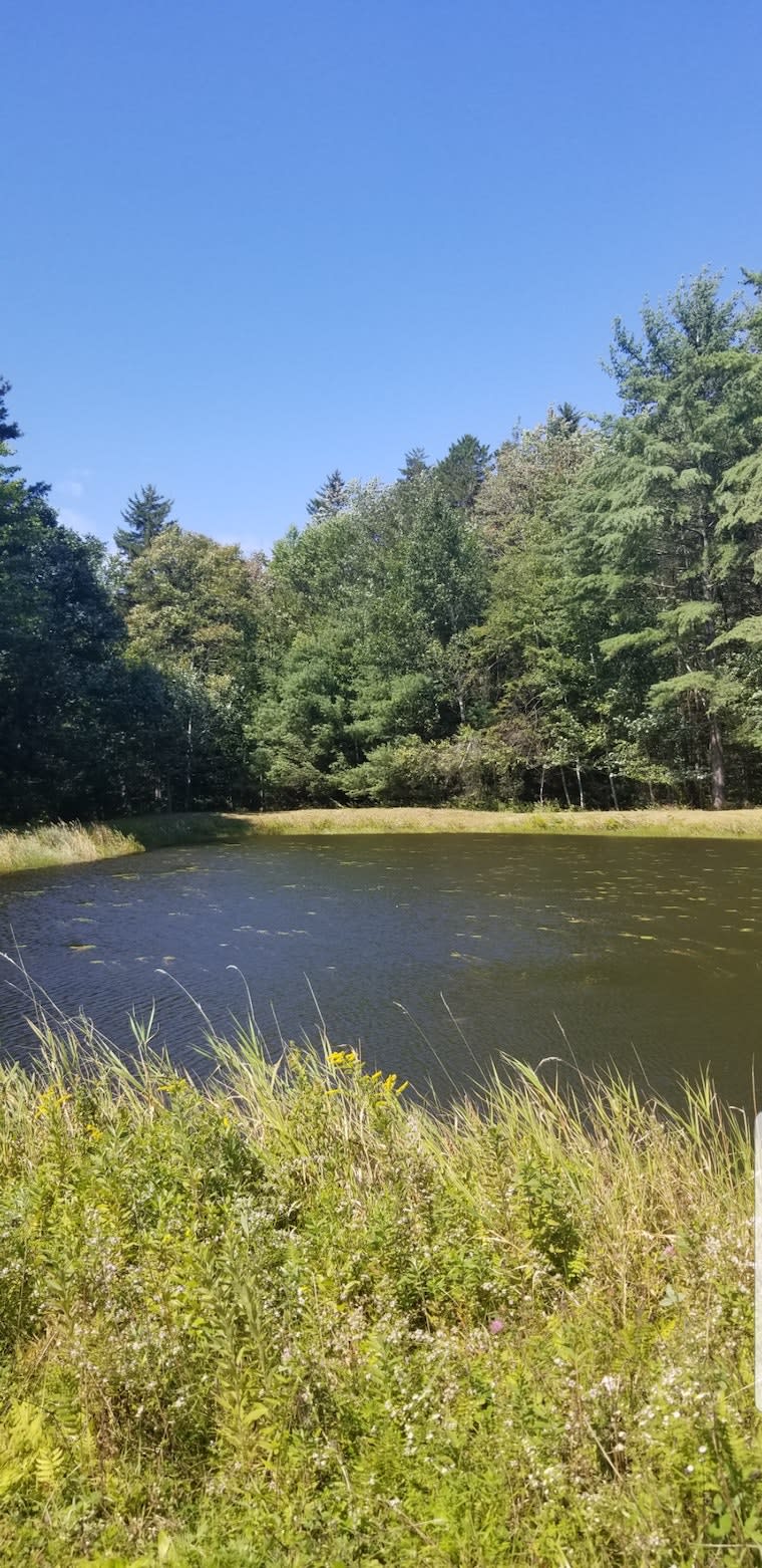The beautiful spring fed pond surrounded  by forest on three sides and one that opens up into a rolling wide open meadow!