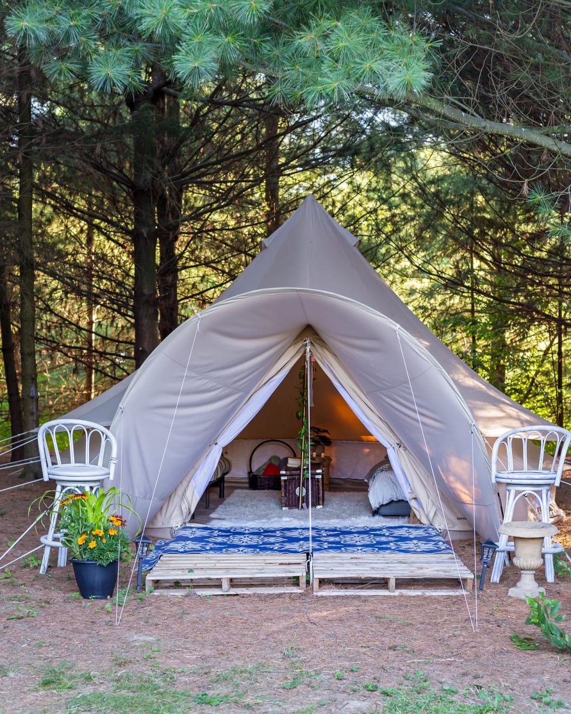 Our glamping tent is tucked into the pine forest, sheltered from the elements 🌞