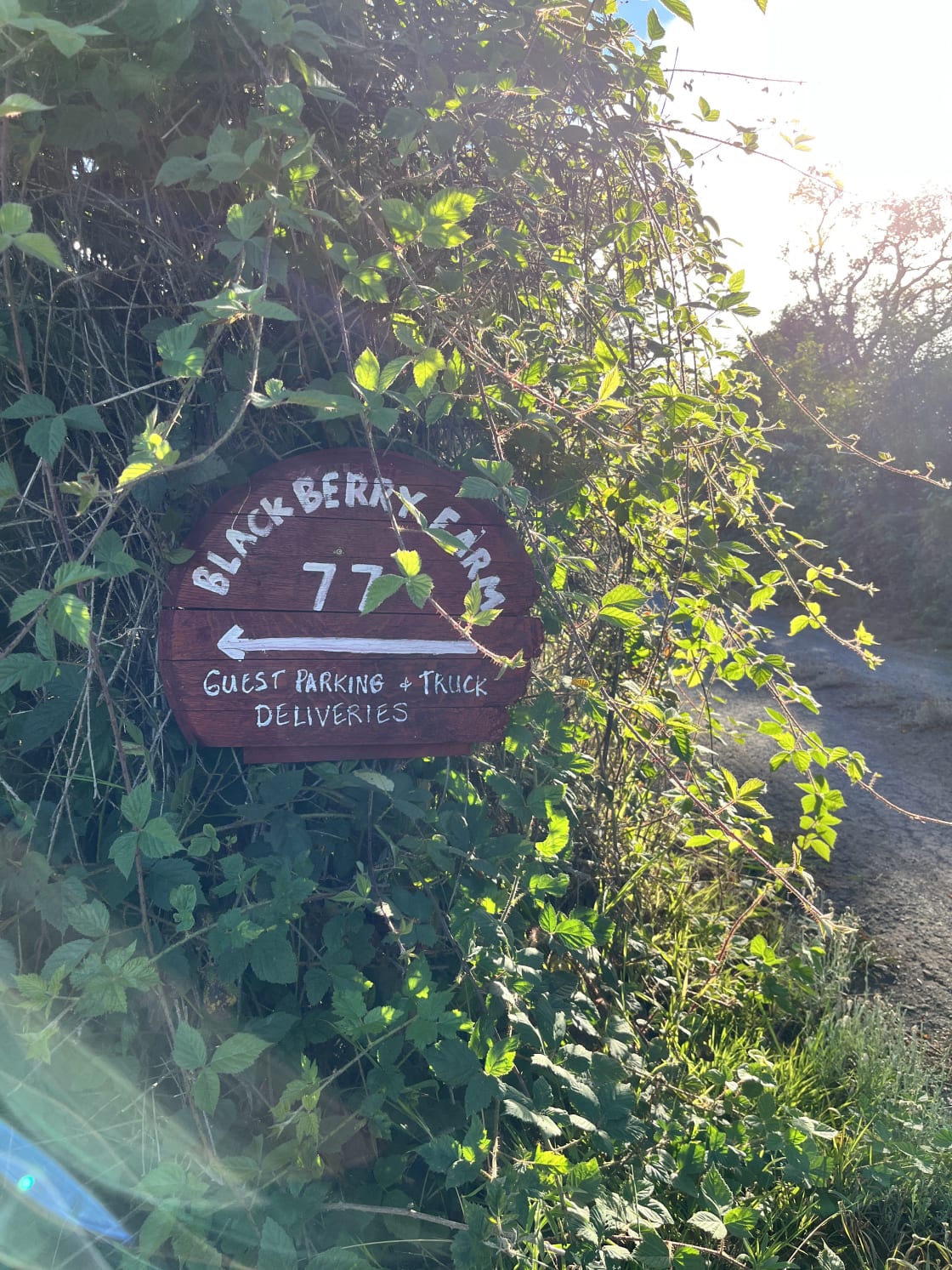 You’ve arrived!!! Look for this sign about 100 yds down a paved lane. As you drive down the lane you’ll see a tall white fence on right and a hedgerow of wild Blackberries on the left.