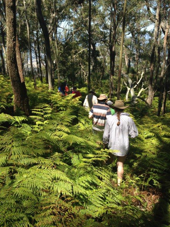 Mt Castle walk (full day walk, moderate to high fitness) - This walk follows a farm road and climbs from 200m to 900m in altitude, over 15km to reach the mountain top. On top, explore the ferny tracks and stunning views out to Brisbane and the NSW boarder