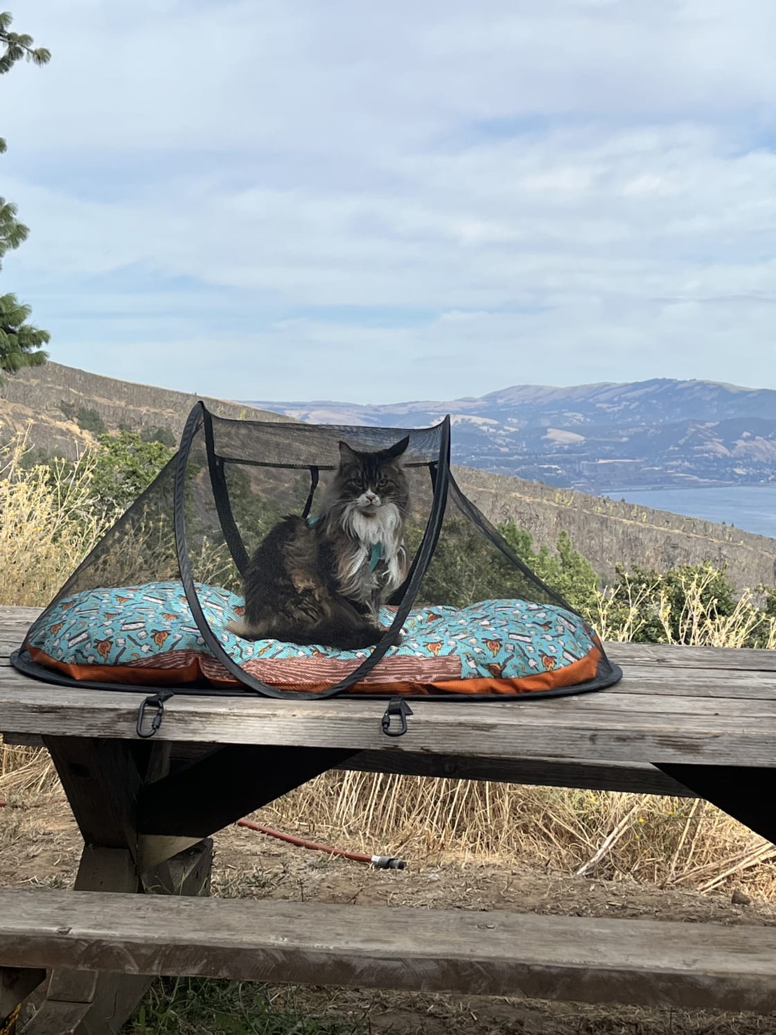 Twig enjoying the great outdoors on her first camping trip!
