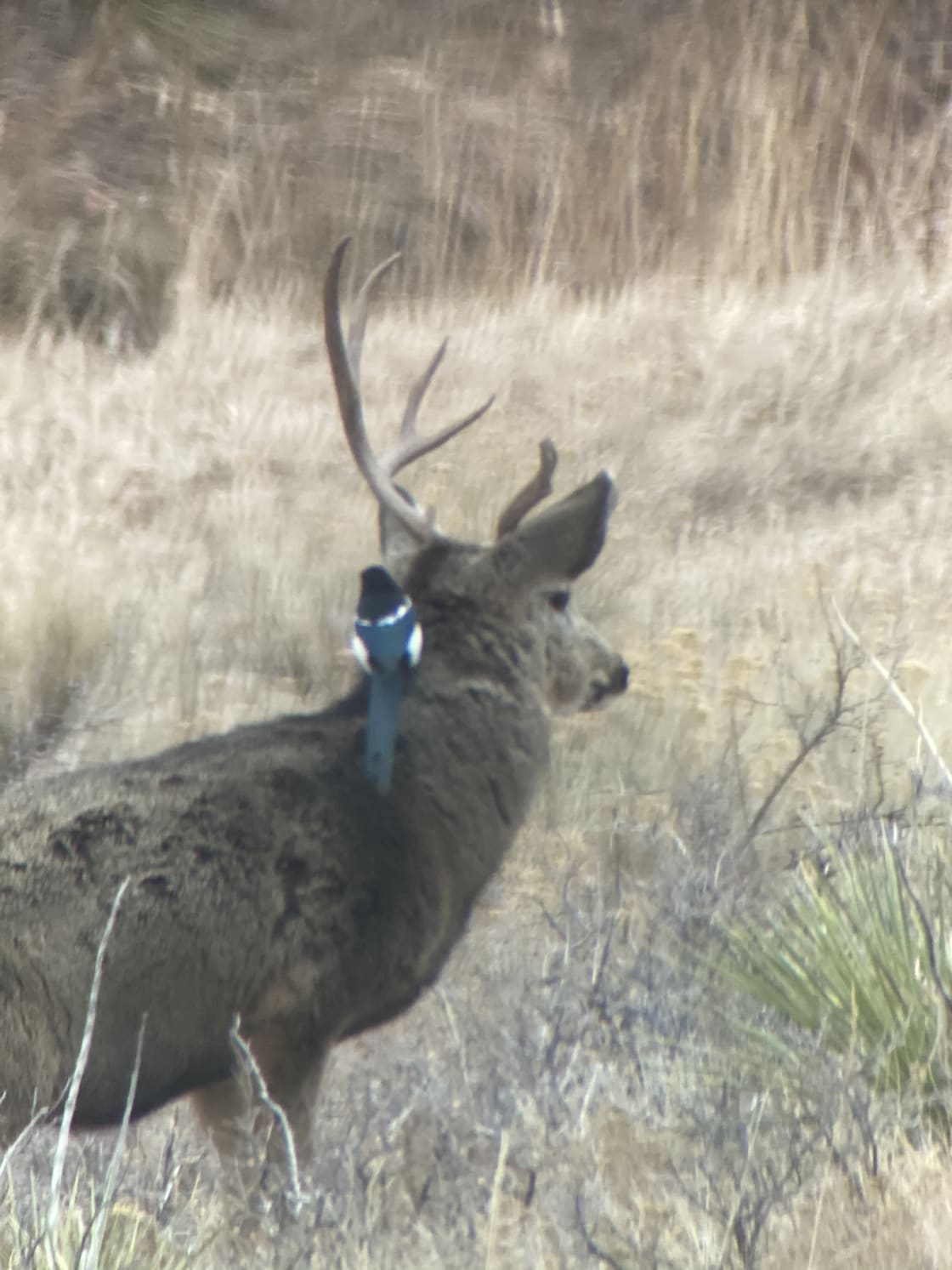 Mule deer with a hitchhiking Magpie. 
