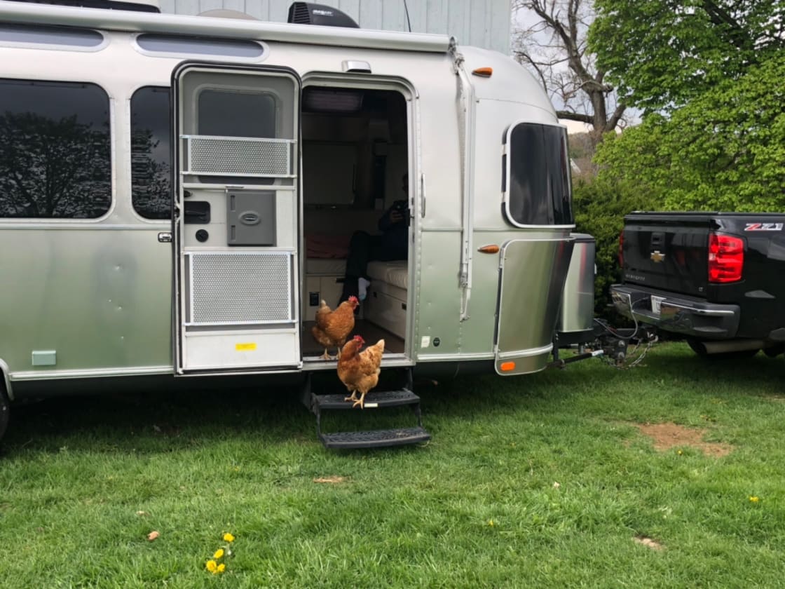 Free roaming chickens (and friendly barn cats) will come greet you and hang out with you.