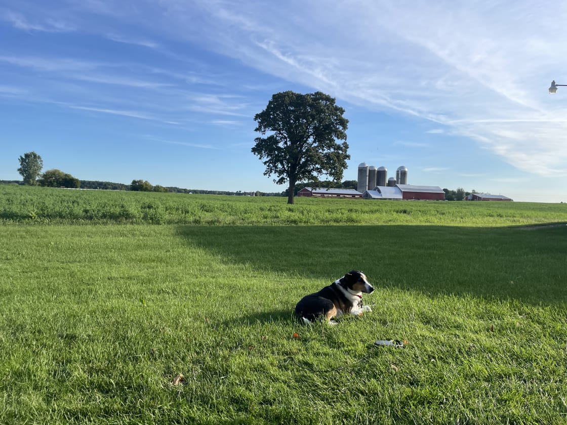 Our dog enjoying Koeller farms peaceful surroundings!