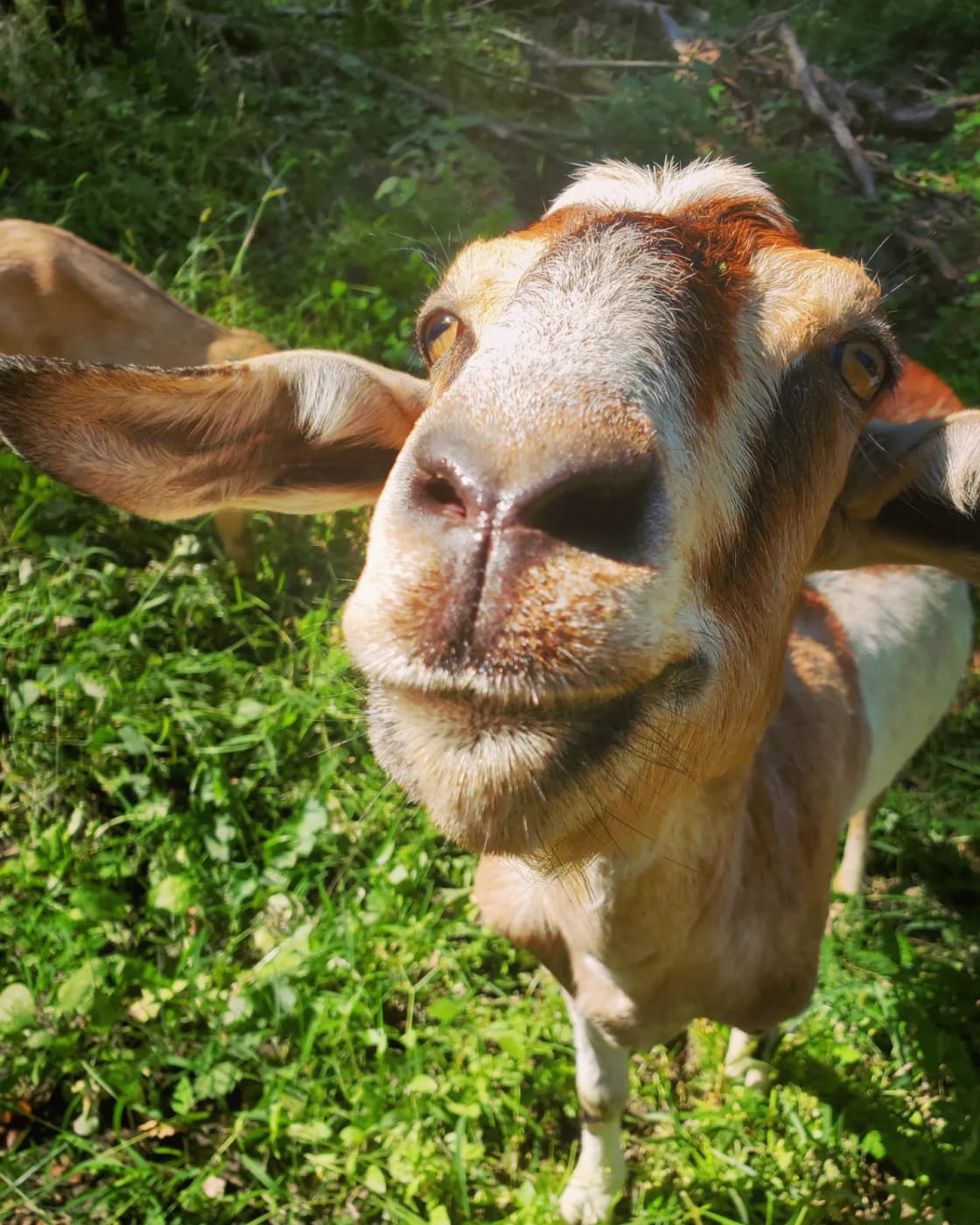 Gossman Goat Grazing Ranch