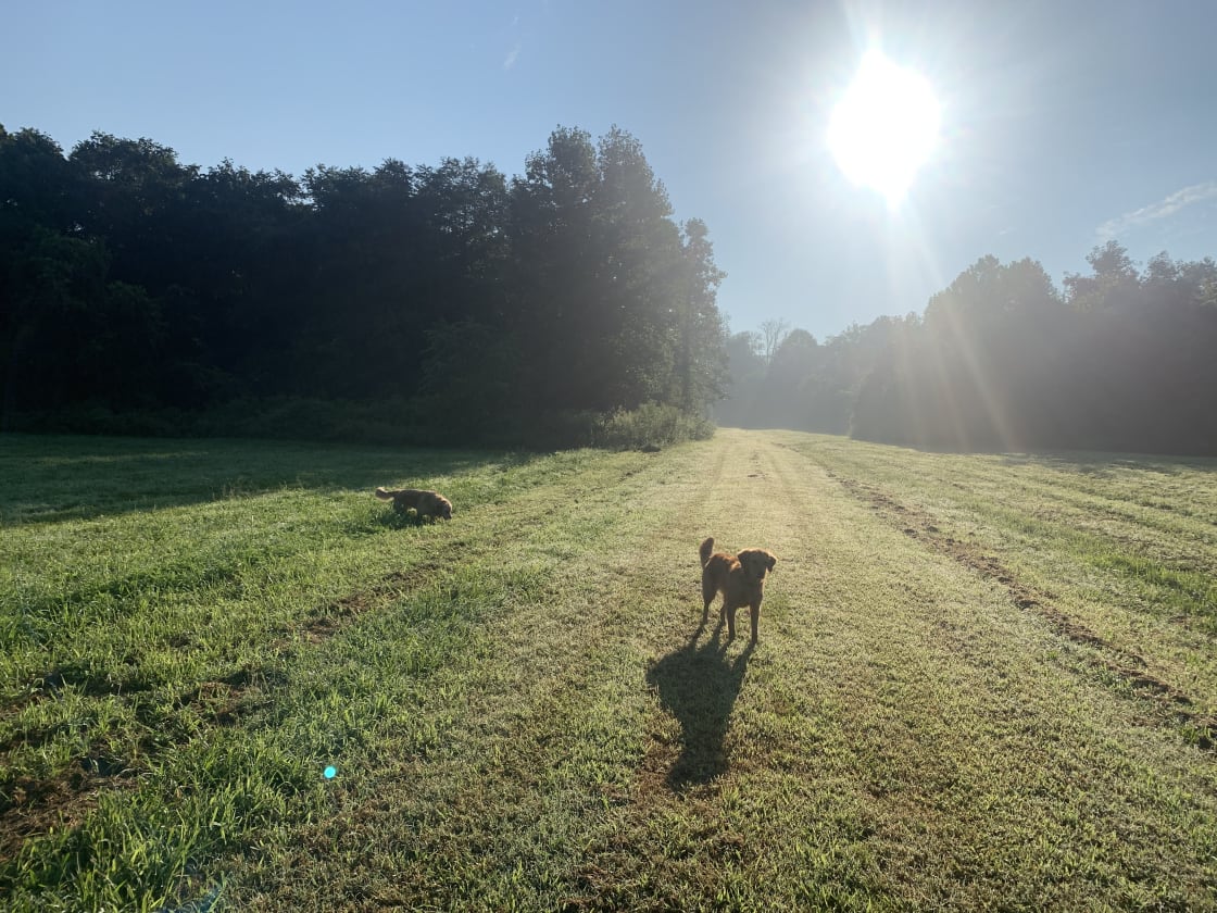 Beautiful morning for a walk on the 83 acres. 