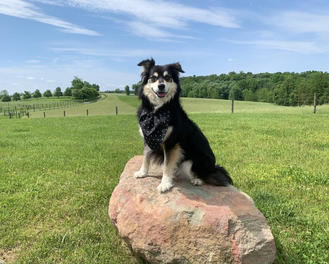 This is Maeve, a frequent visitor to the farm, and her name is a traditional Irish name that means "she who rules".  We think she looks pretty majestic and  "in charge" posing on that rock! 