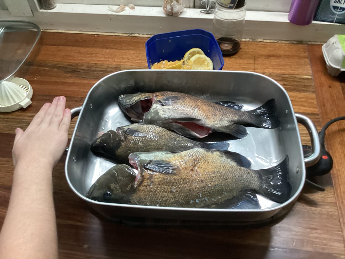 Sample of fish caught in warmer months 