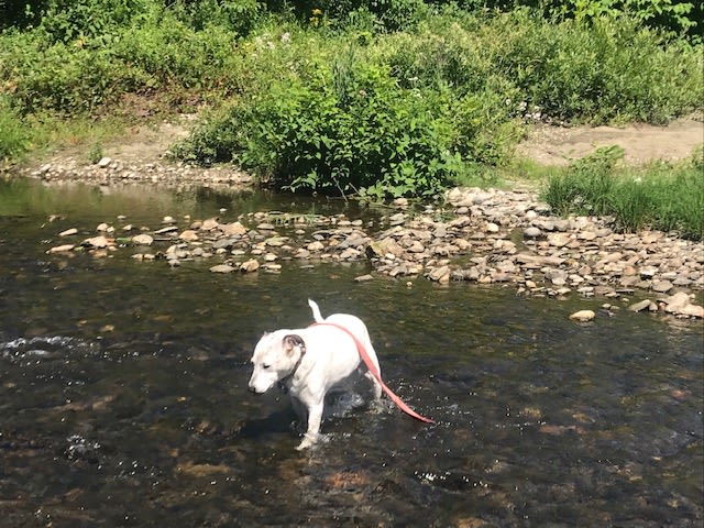 Dog in the Dog River