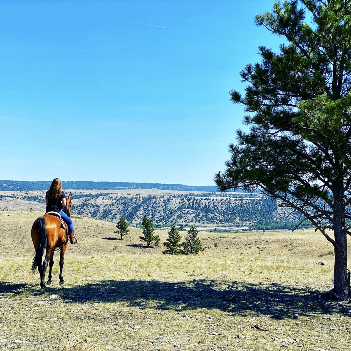 "On top of the world!" You can pitch a tent right under that tree and enjoy views of the Yellowstone River, Bear Tooth Mountains & the Crazy Mountains