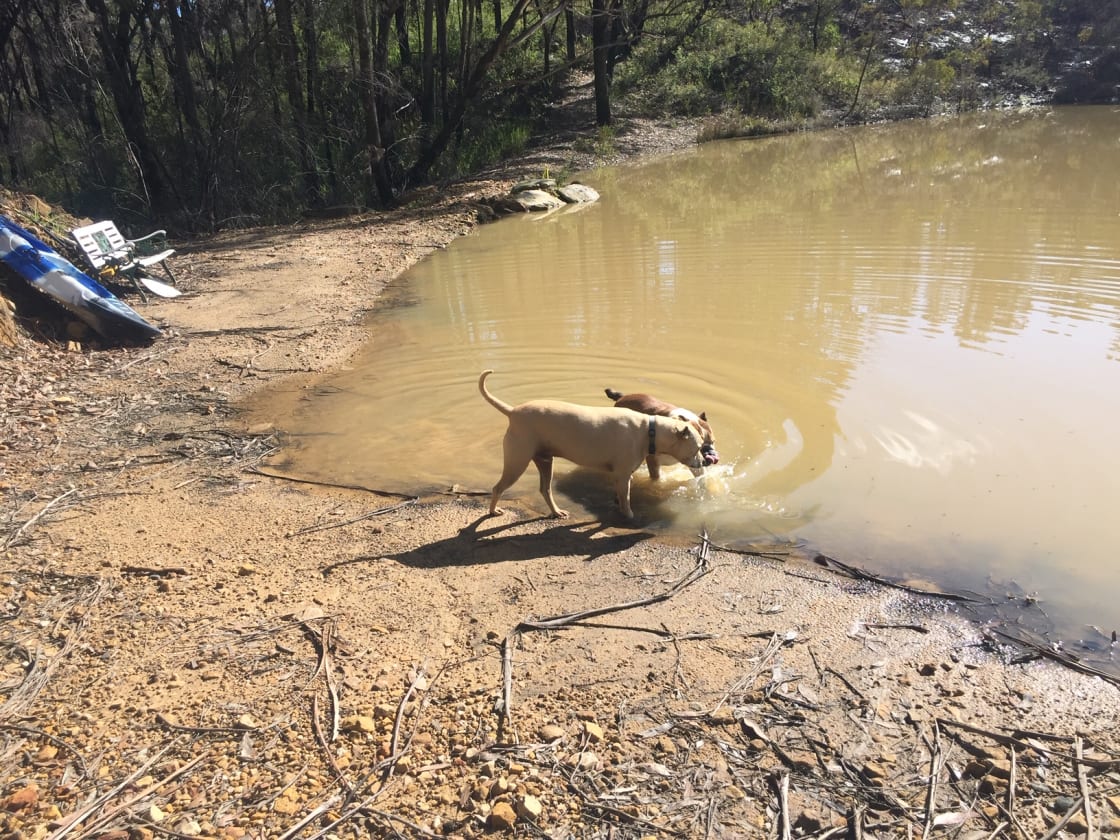Dogs enjoying the Dam
