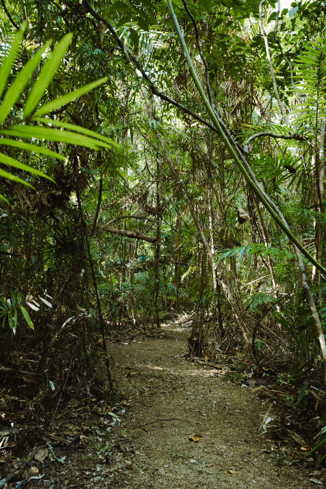 A lot of trials leading out of the camp for walks/hikes around the Daintree
