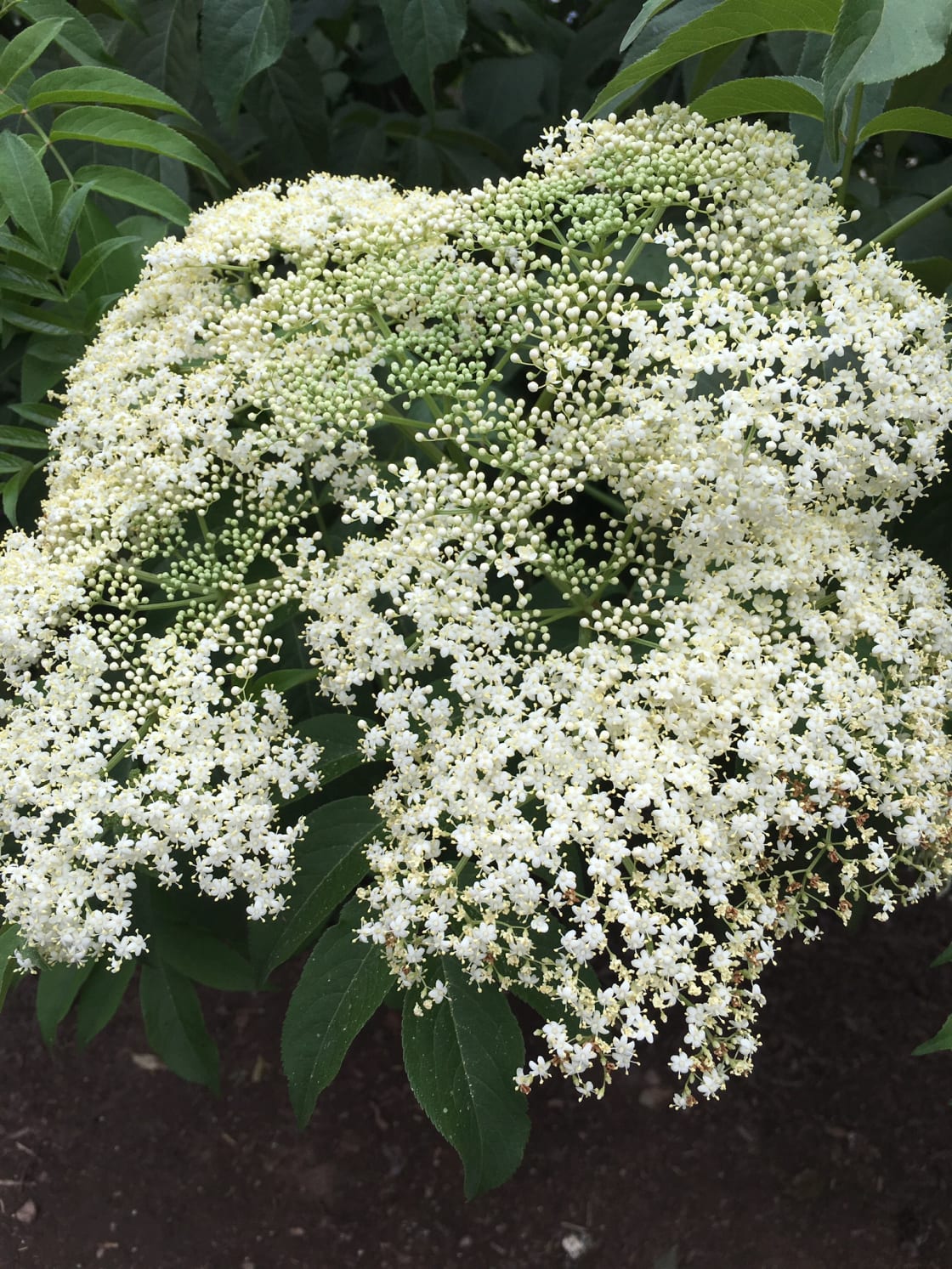 Native Alabama Elderflowers.  Breath of Life Farm is blessed with this beautiful medicinal plant.  We are building our elder orchard to supply the berries for our healthful Elderberry Tonics. 