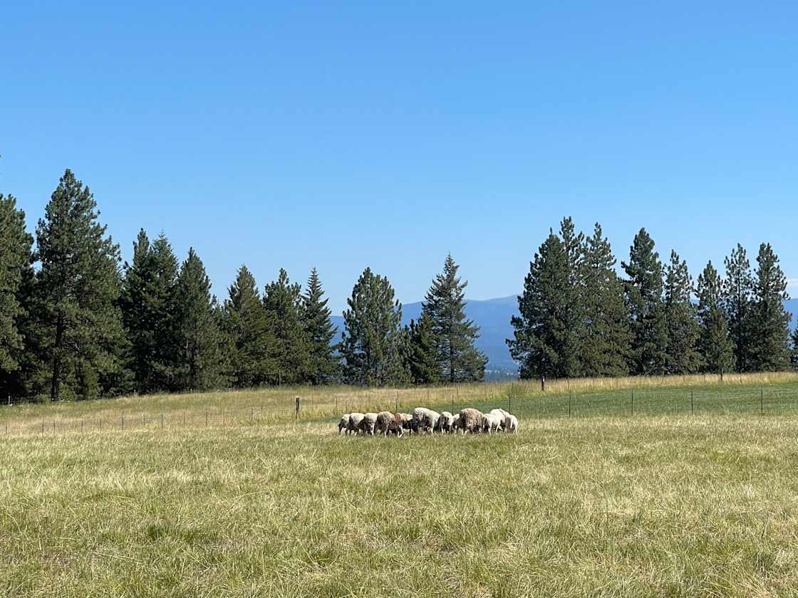 Clearwater Farms