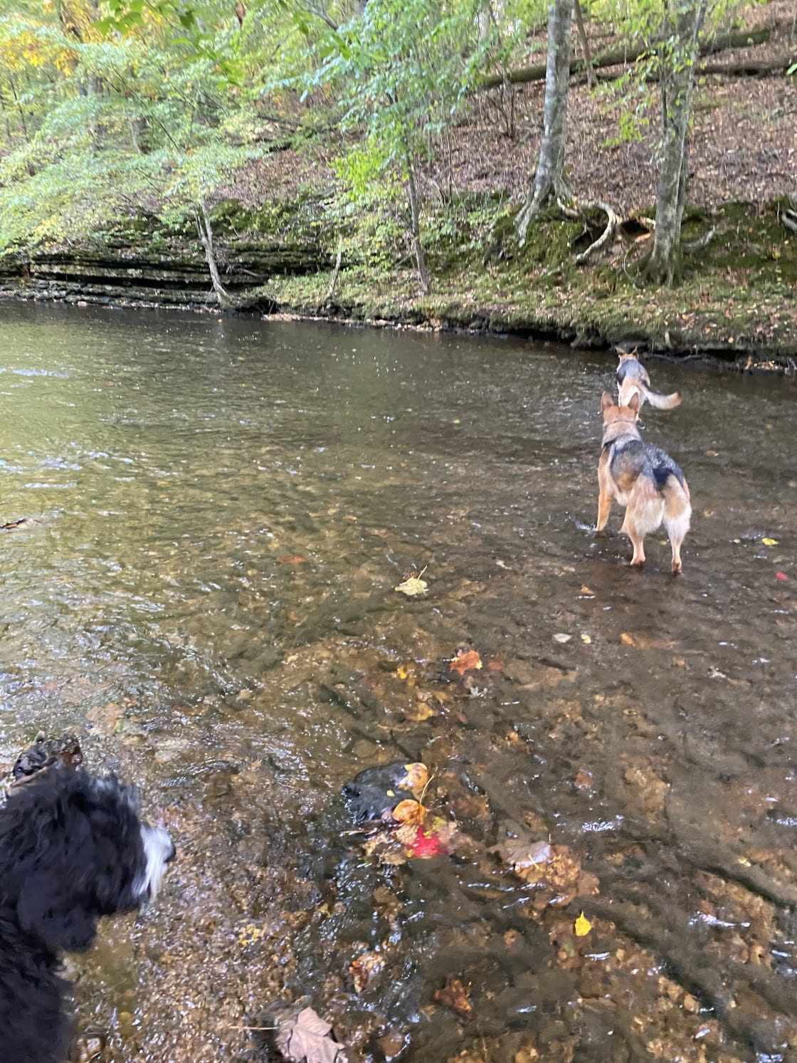 The pups loved the water and being off leash. 