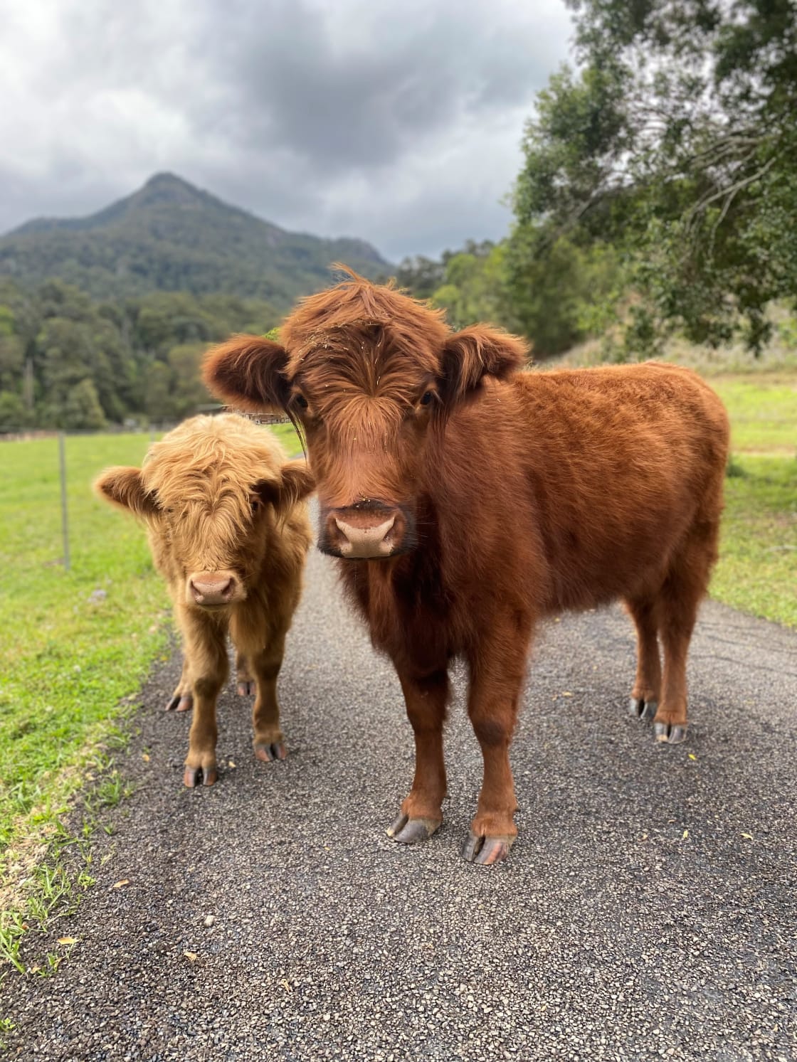 Our Highland Cows