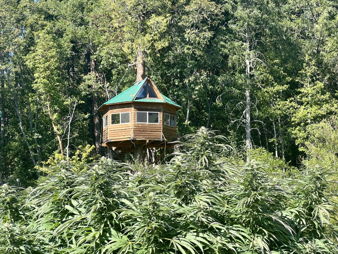Green friendly treehouse