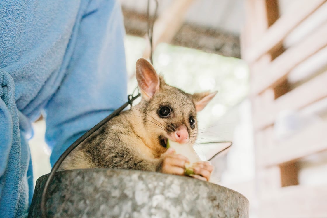 Such a cutie! They have wild baby possums they have raised and become very friendly. They live in the outdoors and will come over and munch on some apple