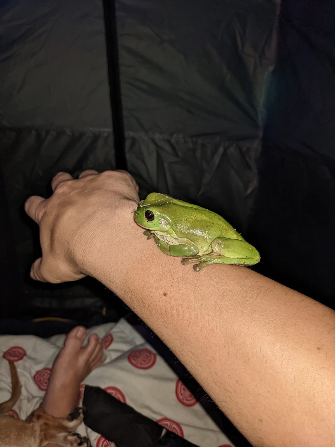 Cute little green tree frog that hopped on my arm!