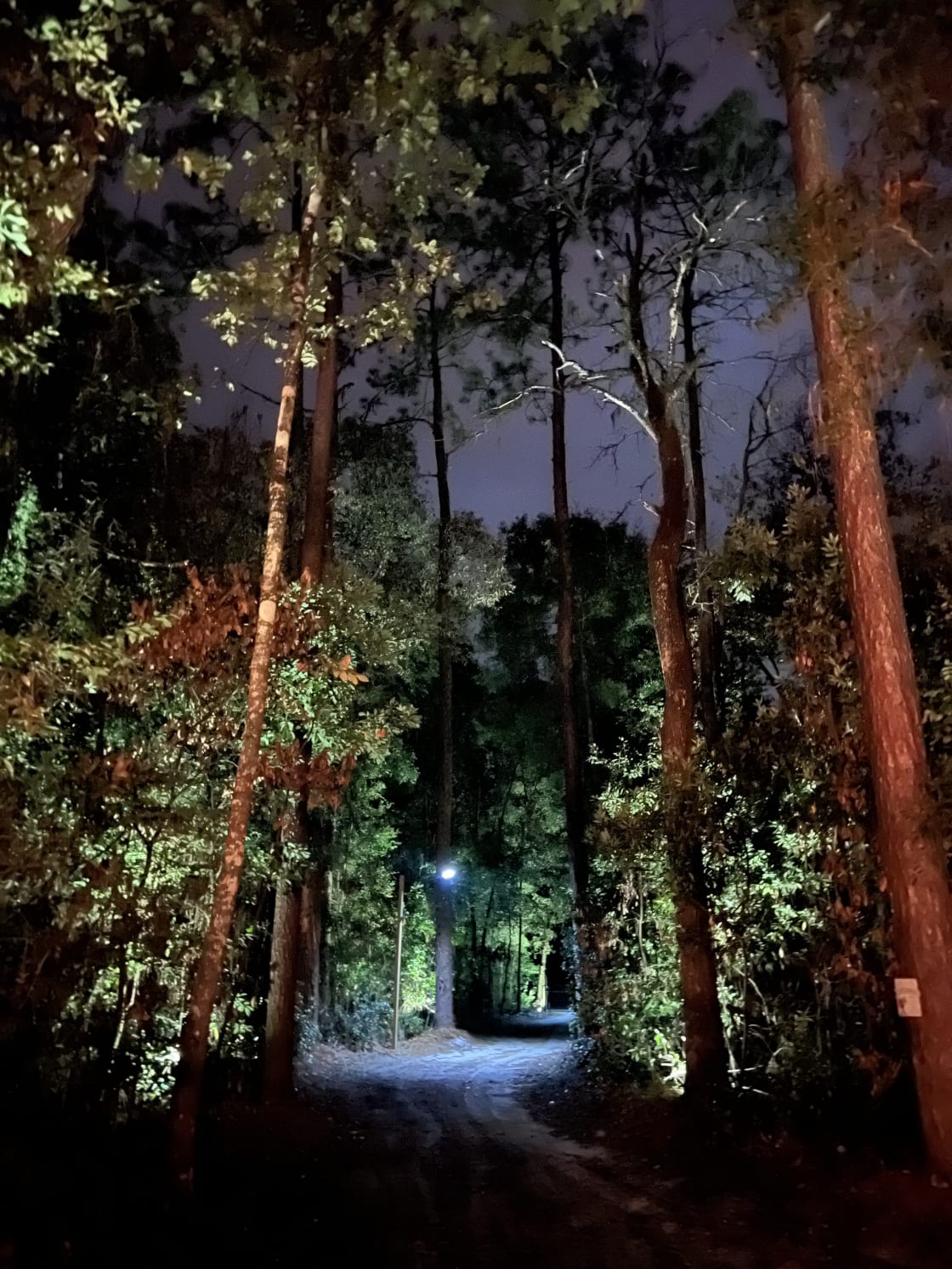 Entrance lighting to the property, creating a enchanted forest ambience.