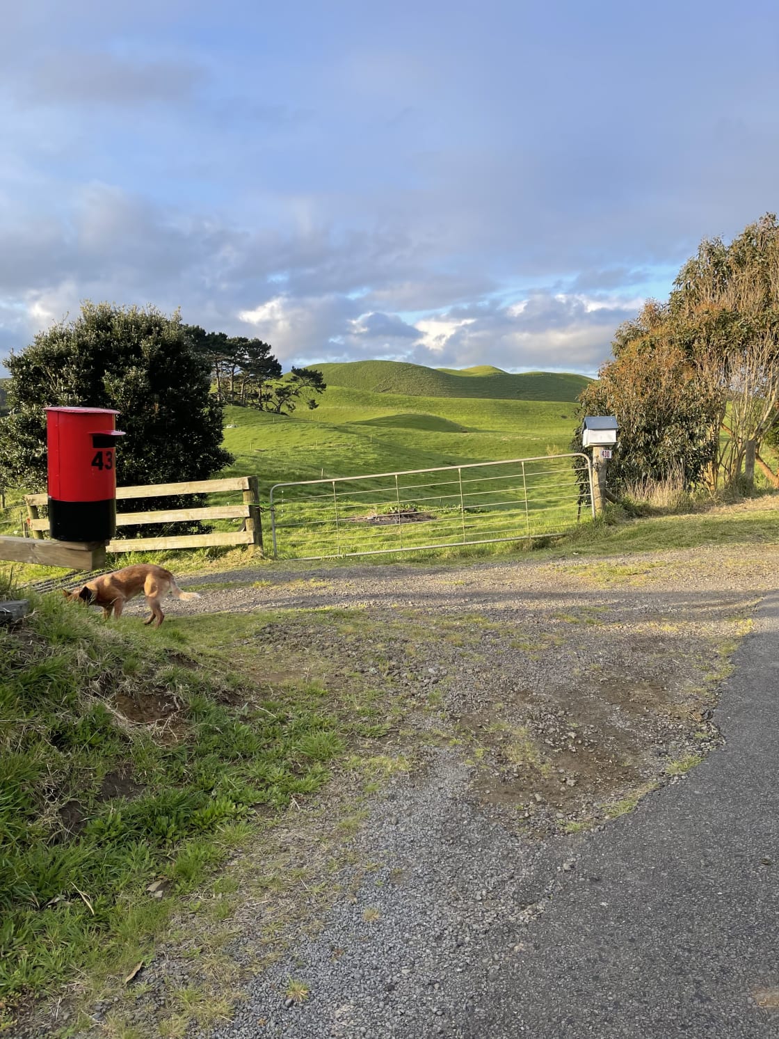 Look for the red post box on Forestry Road