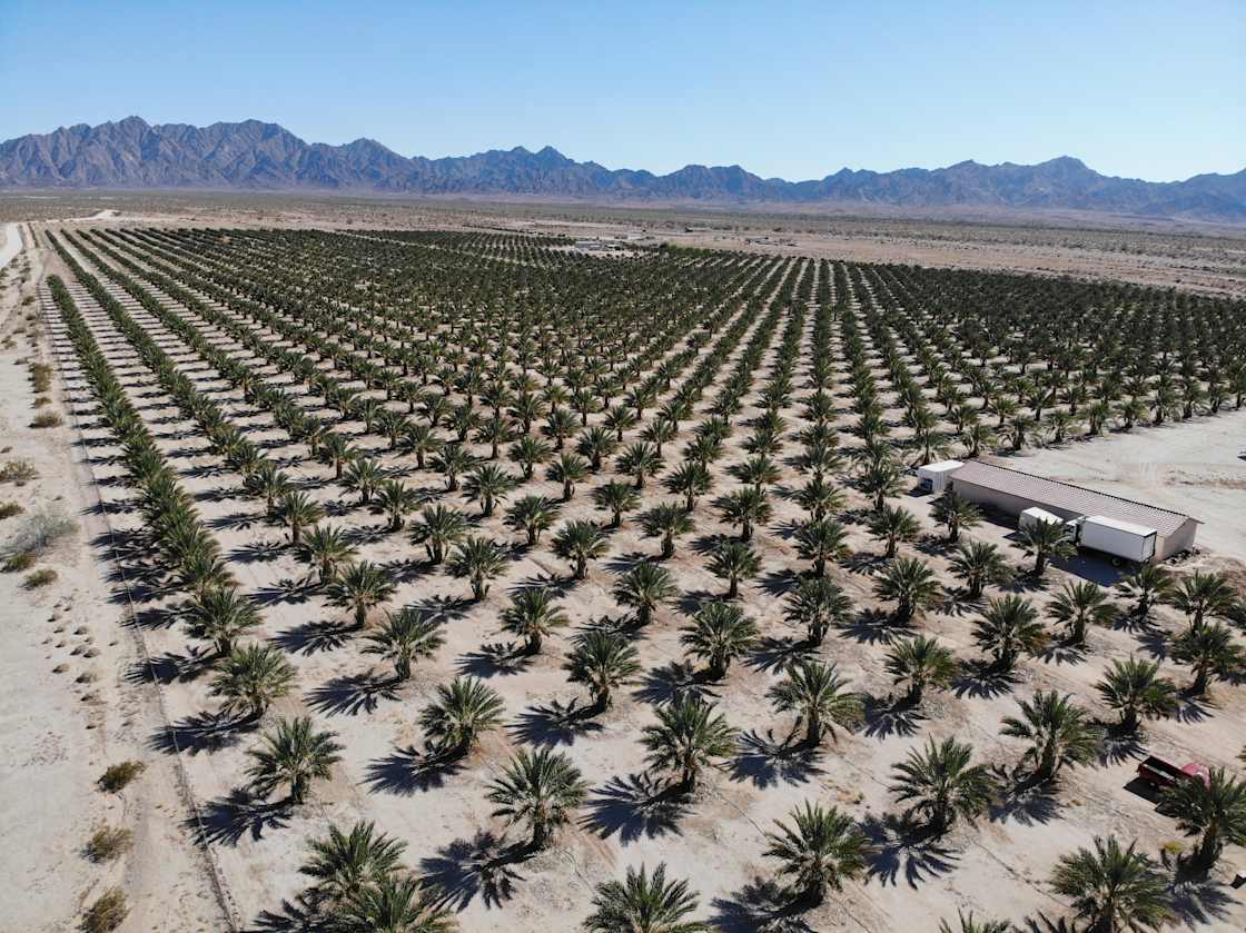Brewery on an Organic Date Farm