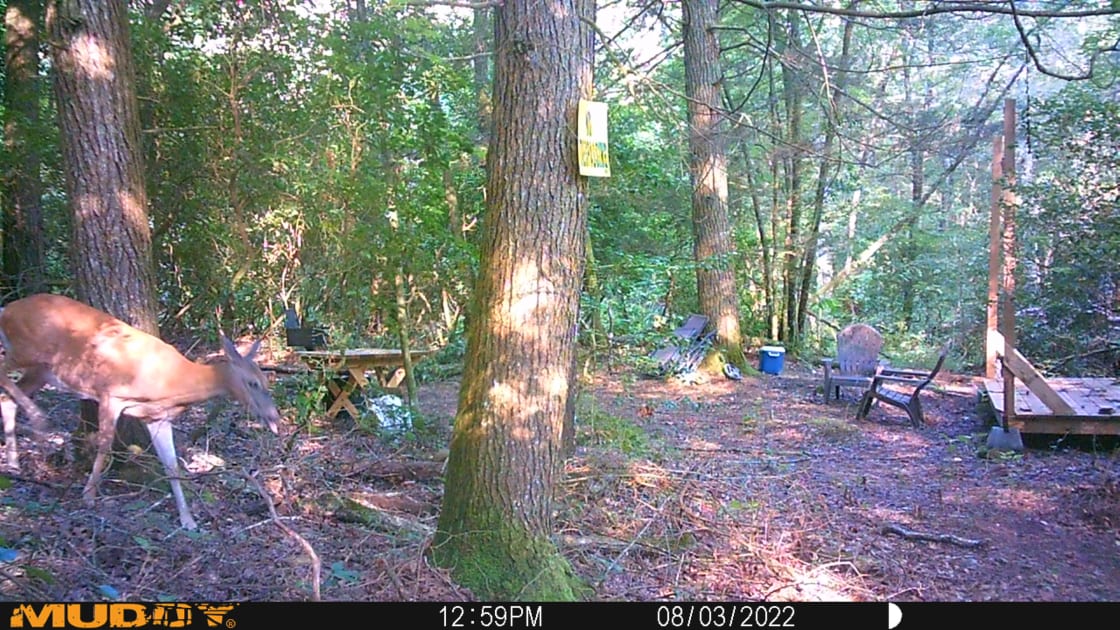 Visitor caught on game camera.