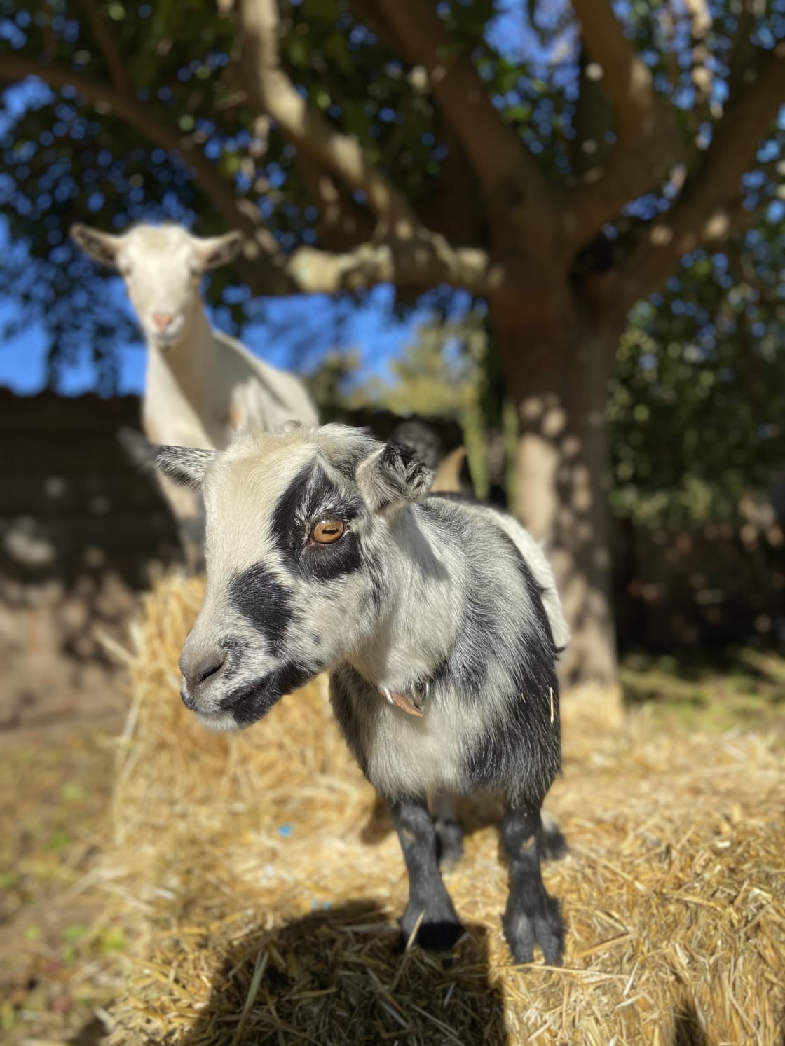 Pigmy goats can be fed and interacted with...