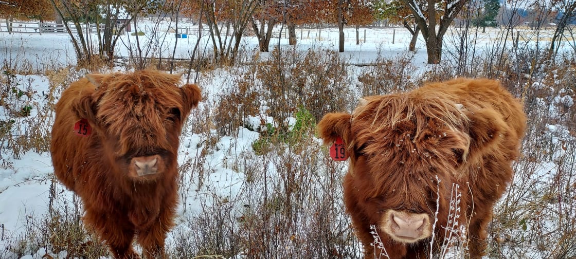 Hippie cows