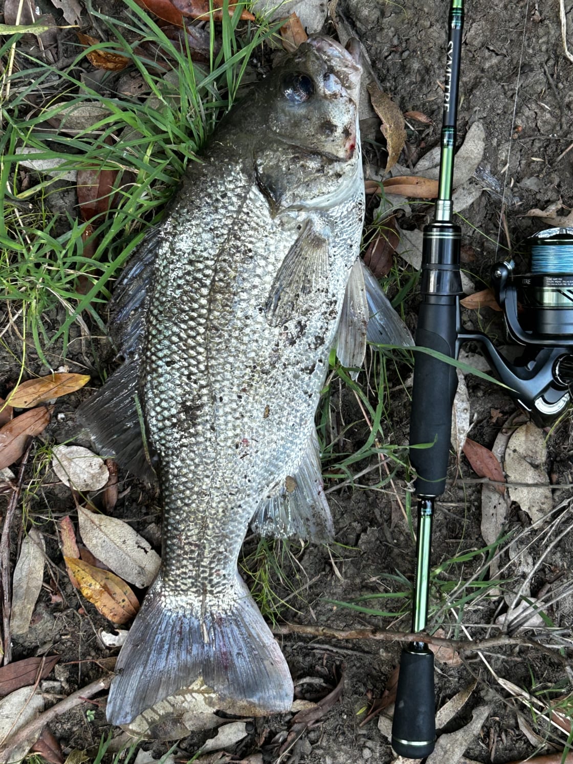 Bass caught in the creek 