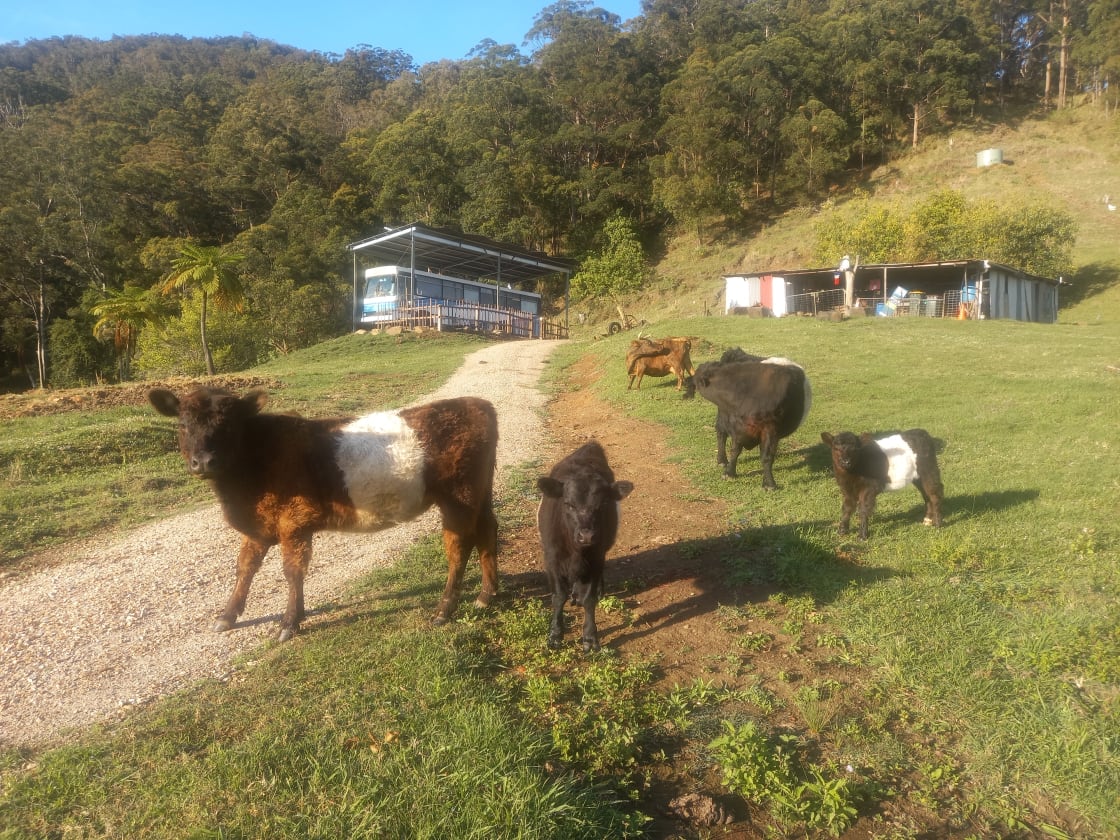 Some of the crew of Belted Galloways