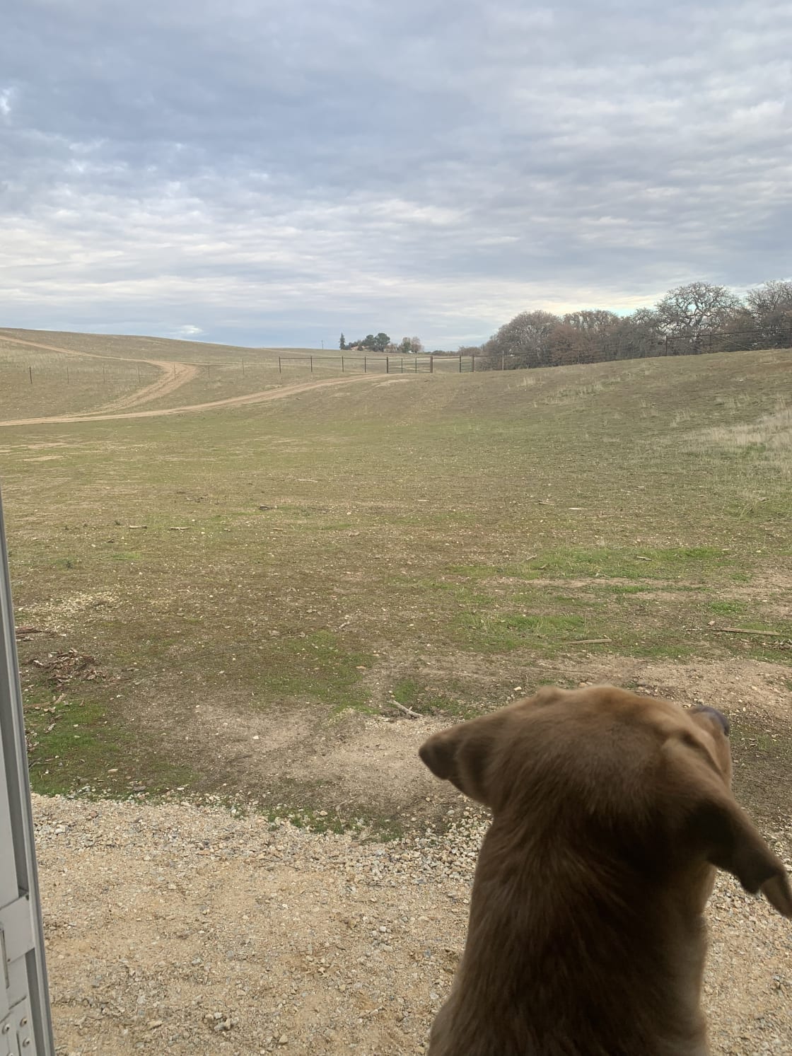 Our dog living the views from the trailer 