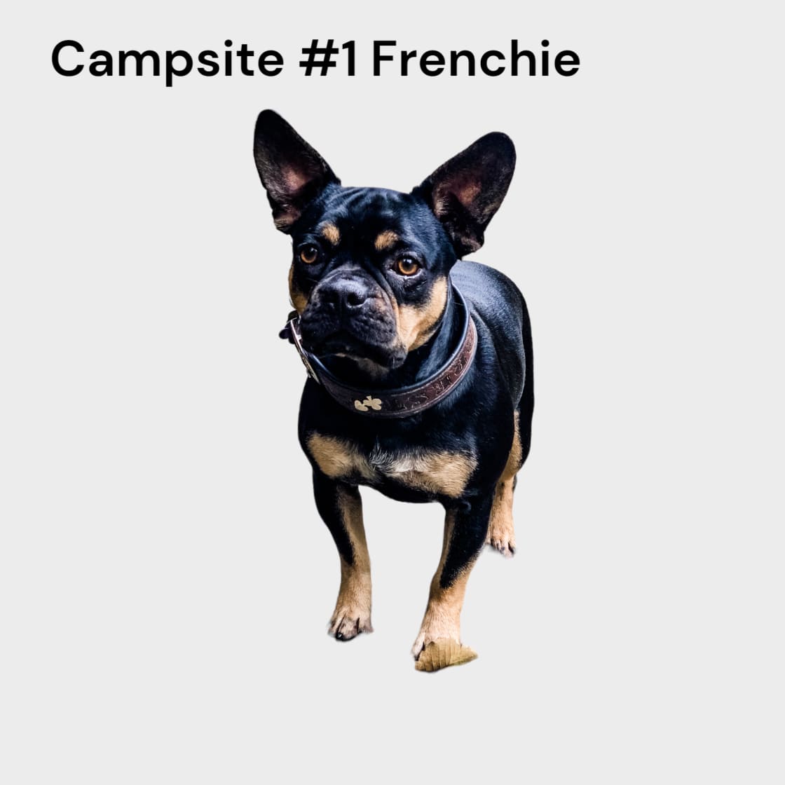 Campsite #3 Frenchie 