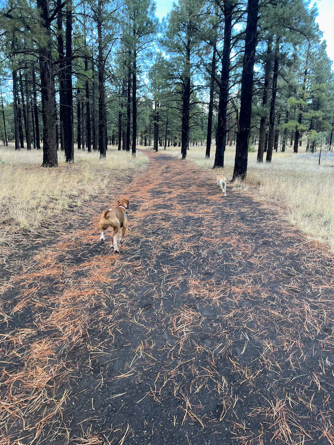 Flagstaff Mountain Ranch