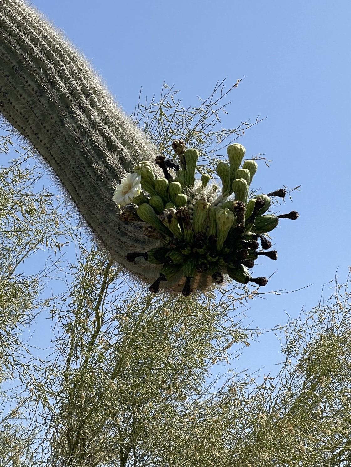 Saguaro Cactus Forrest