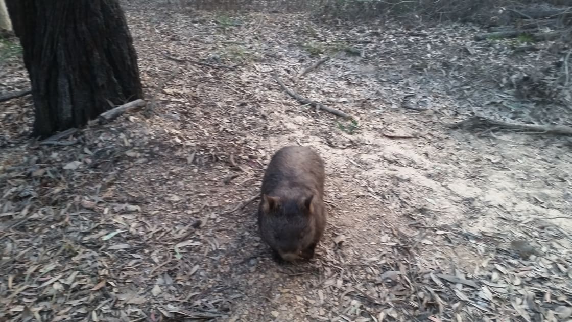 Very friendly wombat
