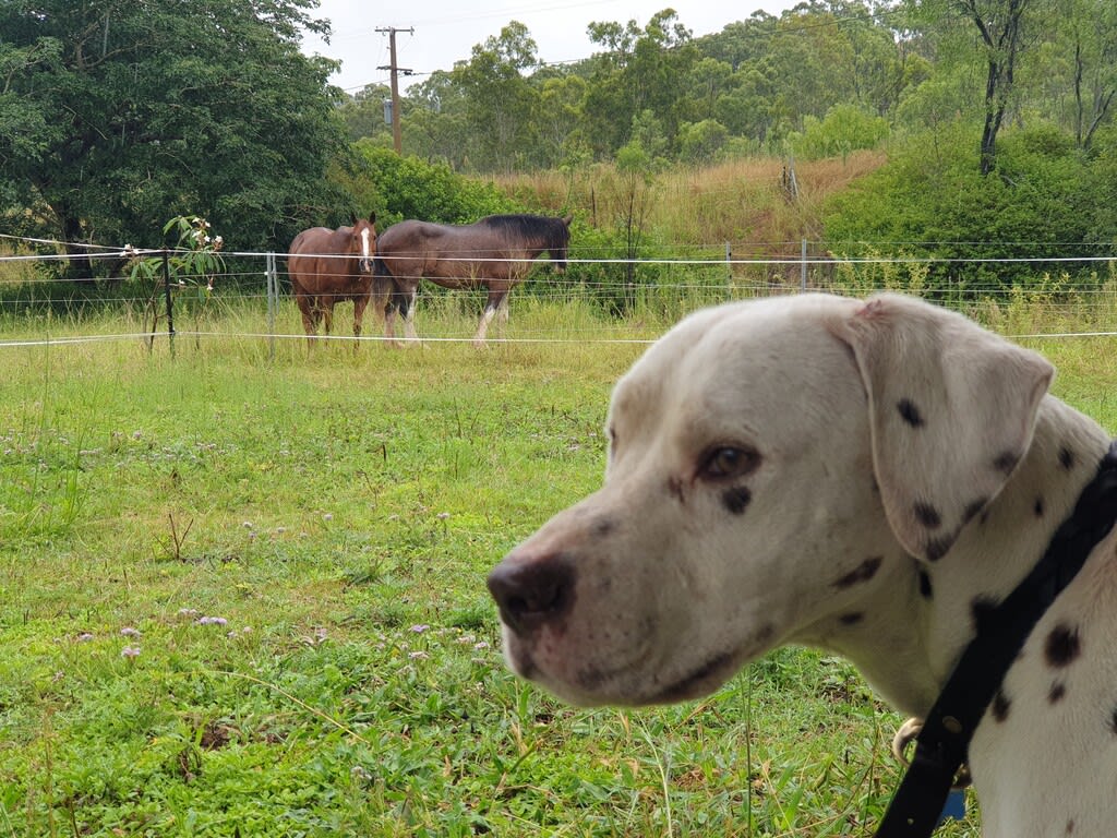 Lovely farm dog and horses in next paddock that come by a couple of times a day