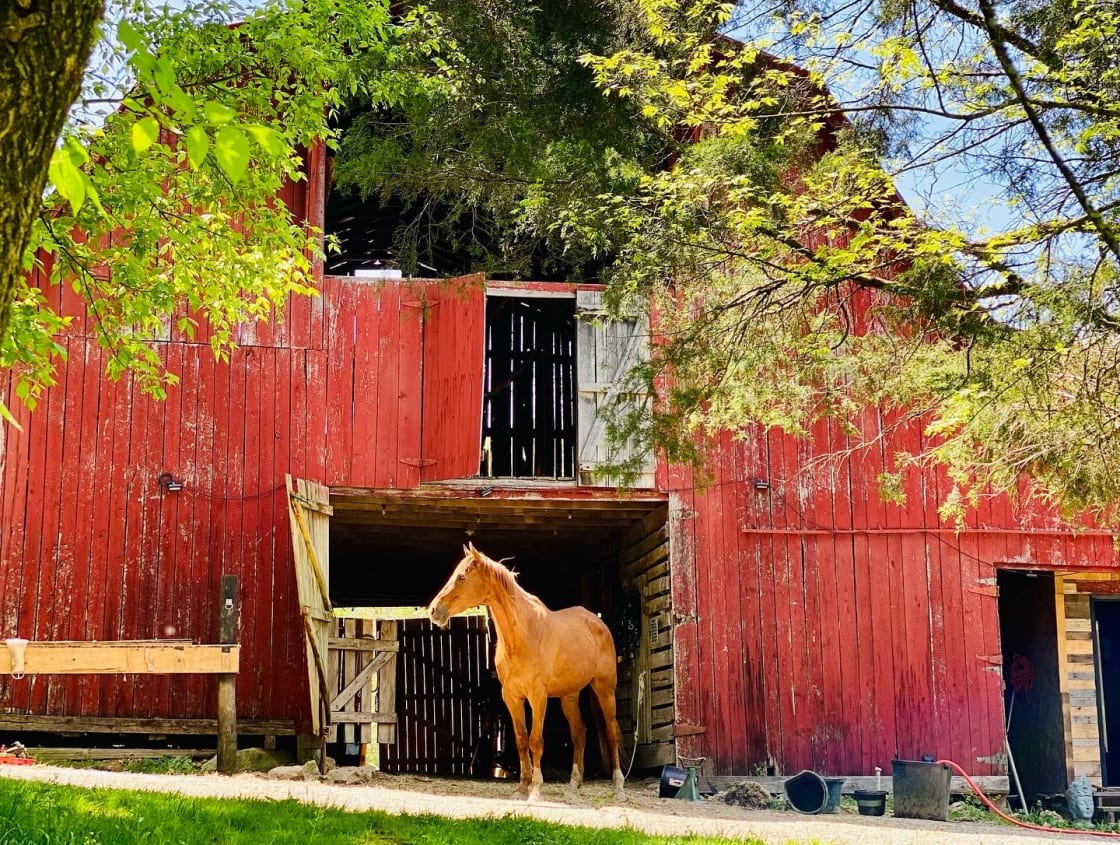 Horse Heaven in Culleoka, TN