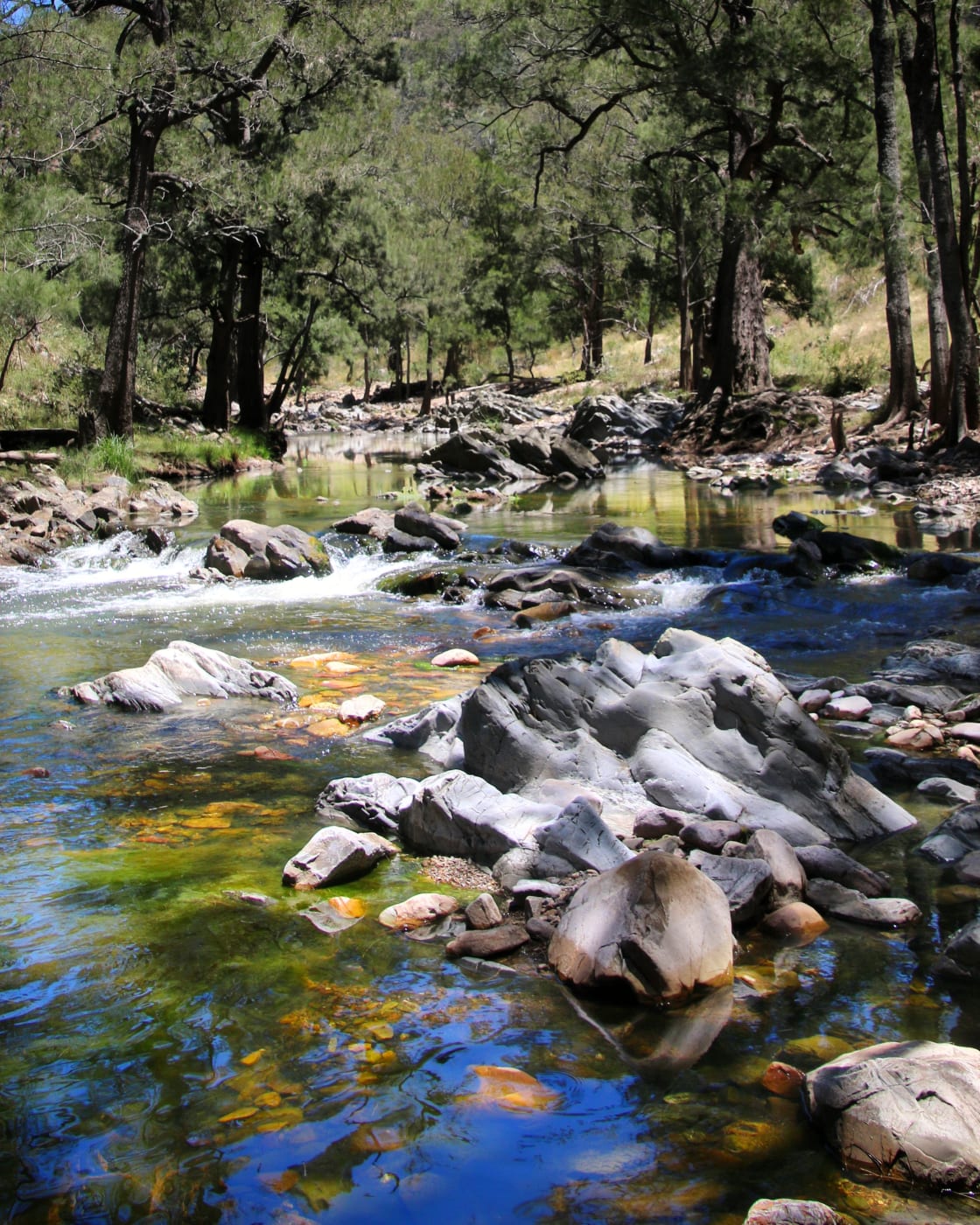 Our creek usually slows down in summer but still has ample swimming holes and places to cool off amongst the fishes. 