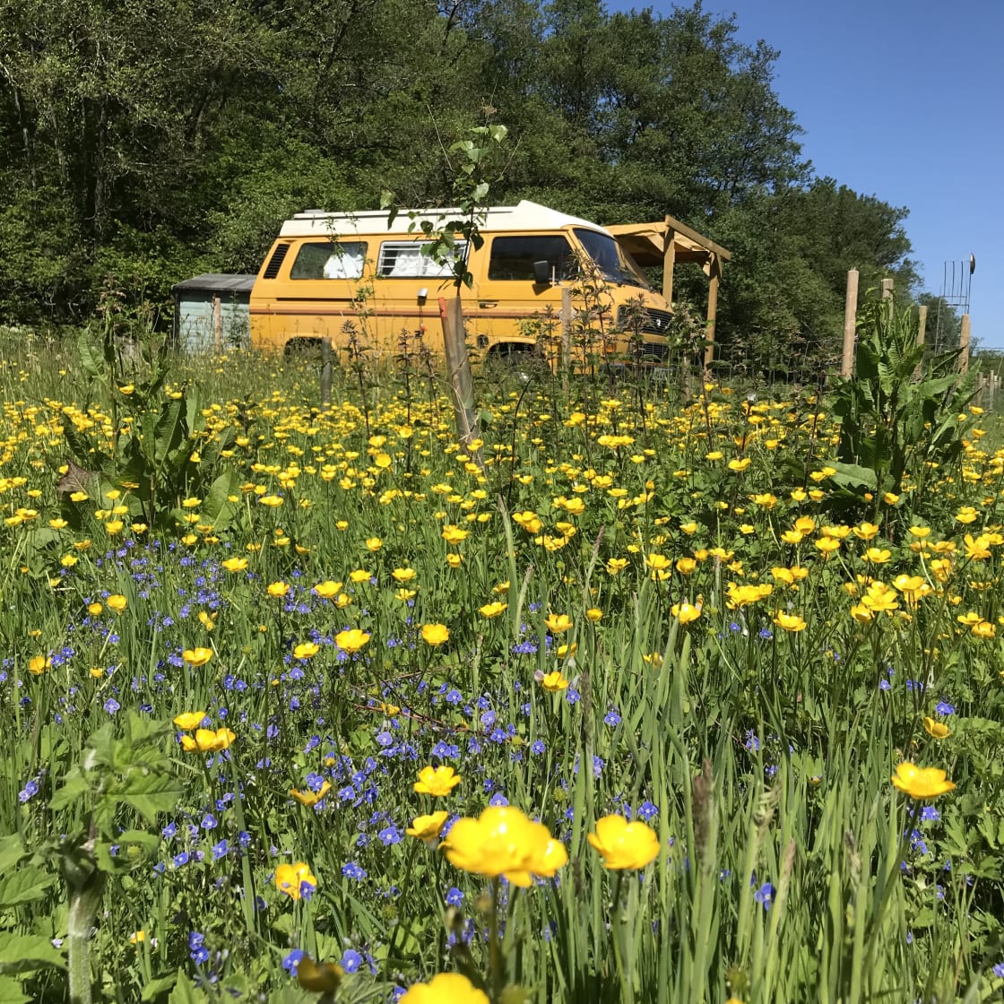 The Little Van in the Valley amongst the summer flowers