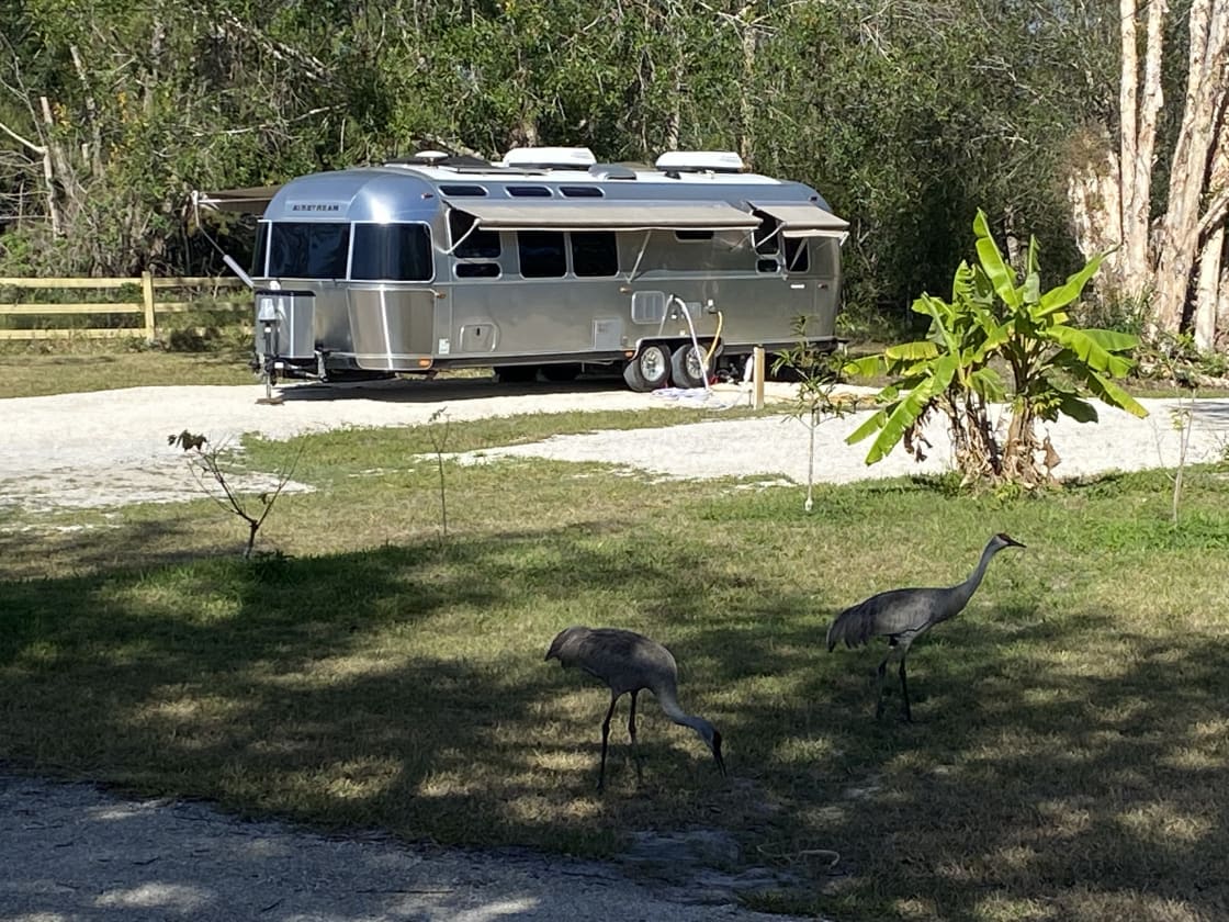 Cute little pair of Sandhill Cranes stopping in for a visit.  