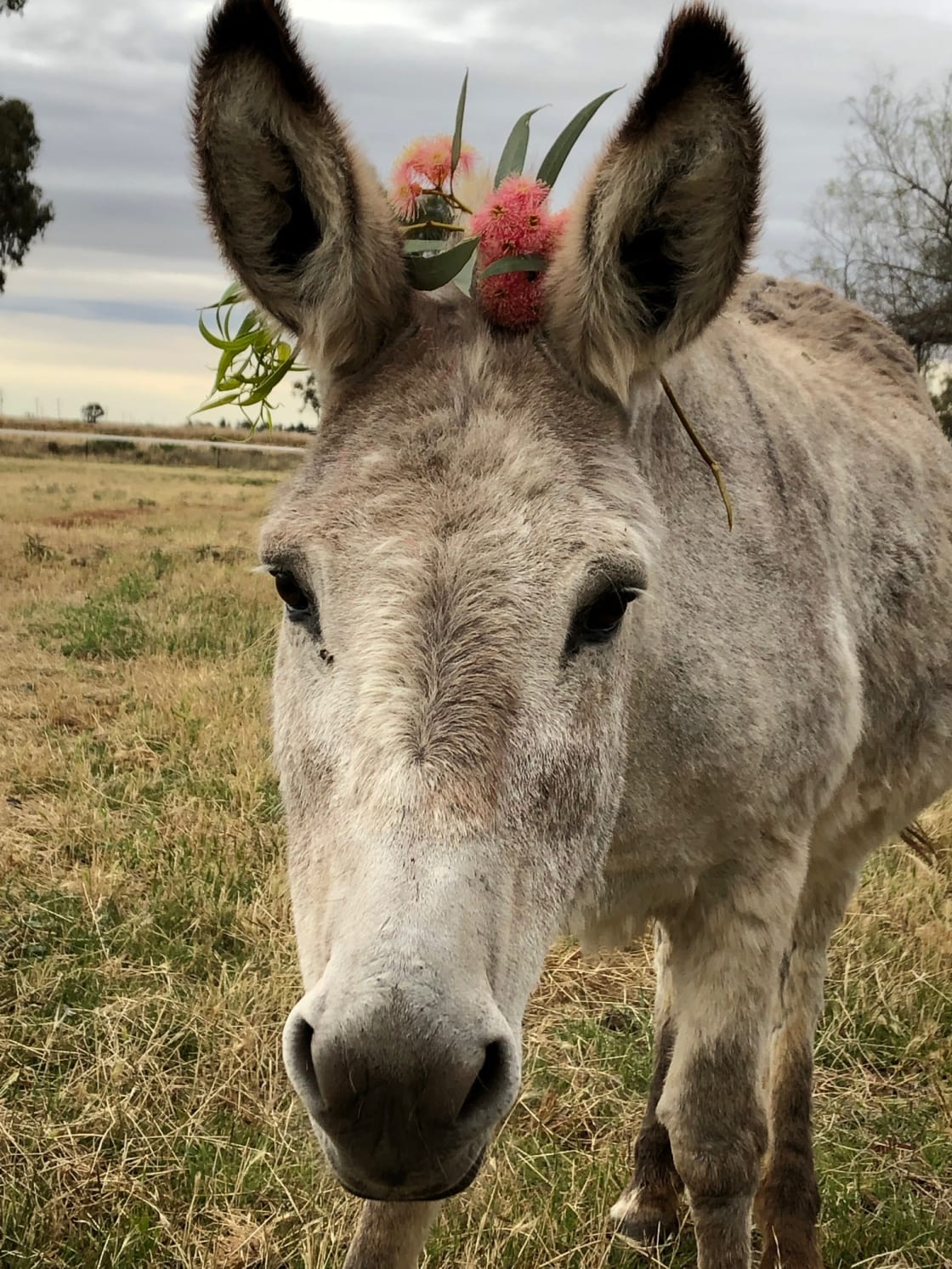 Fargo the donkey
