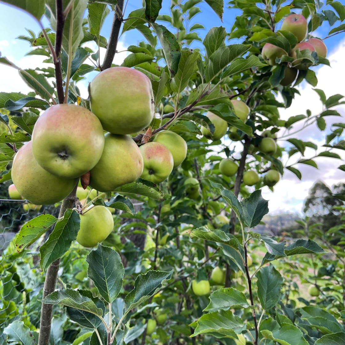Farmyard Apples 🍏 