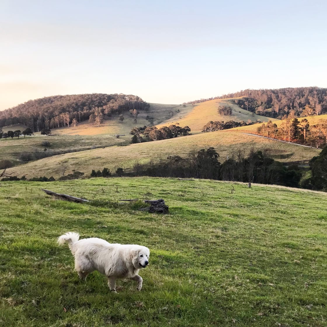 Comet 💫 our Maremma patrolling the top paddock. 