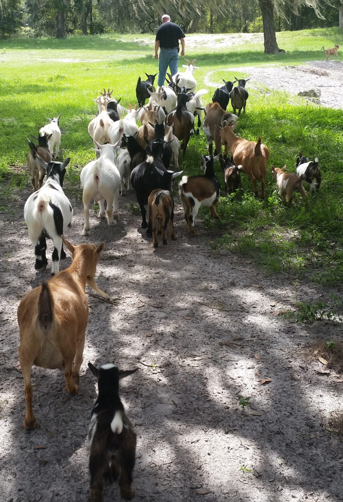 Visit the Ranch for some close up fun with Nigerian Goats and livestock