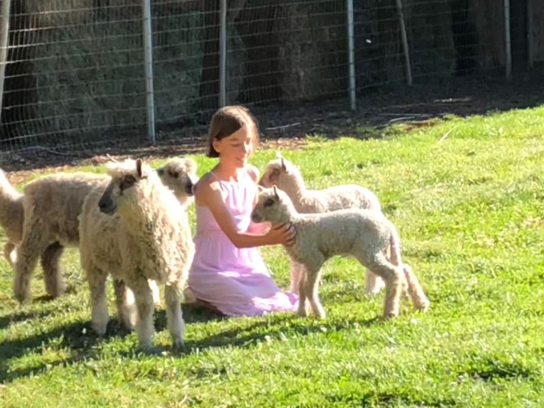 Hay Barn on Working Sheep Ranch